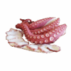 Brand: Ancavico Cooked Octopus Leg, 100-150g