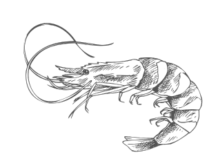 Shrimp