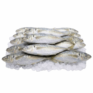 Round Scad 30-50 (Ca Nuc Dieu) Vietnam 15x2 Coastal Point