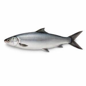 Milk Fish, Farm Raised, 800up