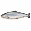 Salmon Atlantic, Farm Raised, 14-16