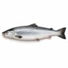 Salmon Atlantic, Farm Raised, 12-14