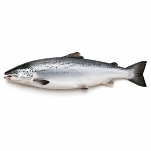 Salmon Atlantic, Farm Raised, 12-14