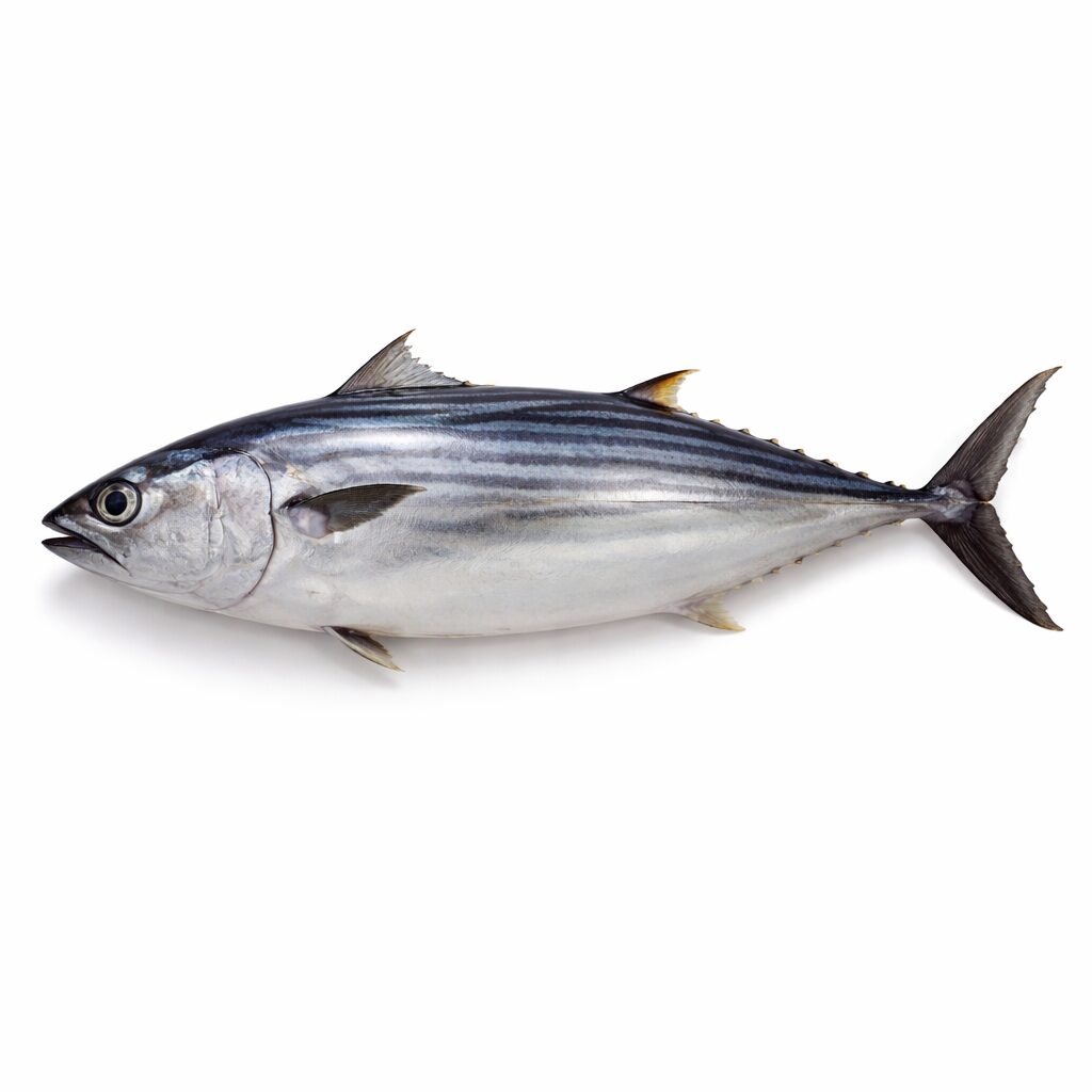 Whole Round Bonito Tuna, 2-4