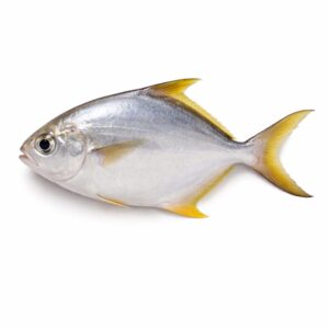 Butter Fish, Wild Catch, 200-300