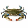 Blue Crab Whole, Wild Catch, Large