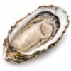 Fresh Oyster, 4-6in