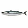 Norwegian Mackerel, Wild Catch, 600-800