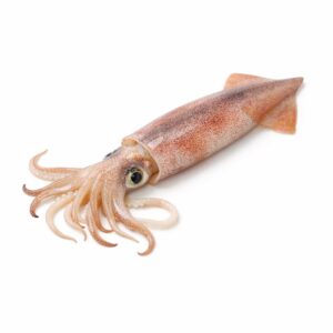 Squid Local, Wild Catch