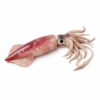 Squid Local, Wild Catch