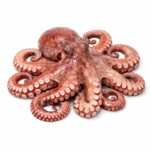 Big Octopus, Wild Catch, 4-6