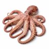 Big Octopus, Wild Catch, 6-8