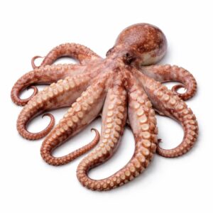 Big Octopus, Wild Catch, 6-8