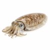 Cuttlefish W&C (Sepia Pharaonis) 100%, Wild Catch, U-1