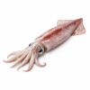 Squid Local, Wild Catch