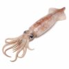 California Squid, Wild Catch