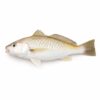 Croaker Fish (Kho Ca Du)