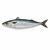 Norwegian Mackerel, Wild Catch, 600-800