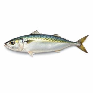 Indian Mackerel (Ca Bac Ma), Wild Catch, 4-6