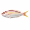 Golden Threadfin, Wild Catch, 100-200