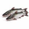 Catfish, Farm Raised, 3-5