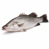 Barramundi (Giant Sea Perch) Whole Round, Farm Raised, 2-3lb