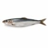 Sardines Whole, 10-20