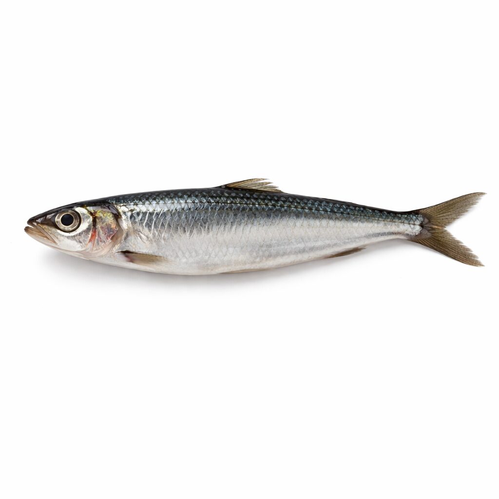 Sardines Whole, 10-20