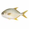 Golden Pompano, Farm Raised, 400-600