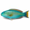 Parrot Fish, 1200g up