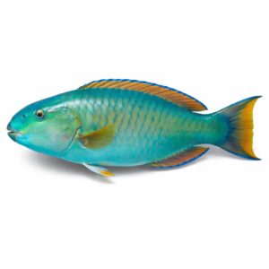 Parrot Fish, 1200g up
