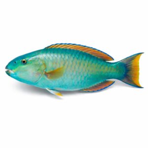 Parrot Fish, 800-1200g