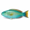 Parrot Fish, 500-800g