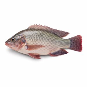 Tilapia GS, 750-950
