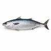Whole Round Bonito (Auxis Rochei), Wild Catch, 3-5