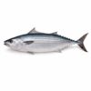 Whole Round Bonita Fish (Sarda Orientalis), Wild Catch, 4-6