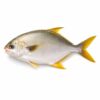 Golden Pompano, Farm Raised, 500-700