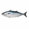 Whole Round Bonita Fish (Auxis Thazard), Wild Catch, 2-4
