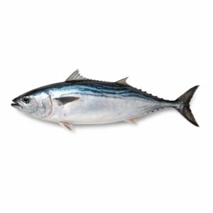 Whole Round Bonita Fish (Auxis Thazard), Wild Catch, 2-4