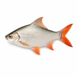 Tinfoil Barb Fish (Ca He), Farm Raised, 400-600