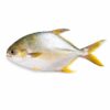 Golden Pompano, Farm Raised, 600-800