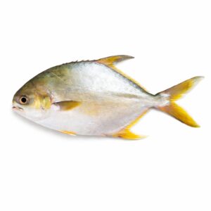 Golden Pompano, Farm Raised, 600-800