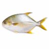 Golden Pompano, Farm Raised, 800-1000