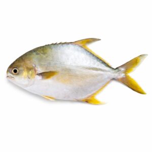 Golden Pompano, Farm Raised, 800-1000