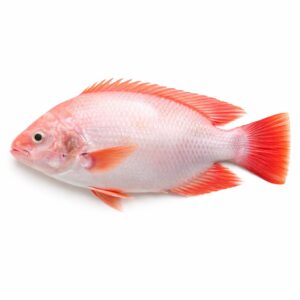 Red Tilapia, Farm Raised, 800up