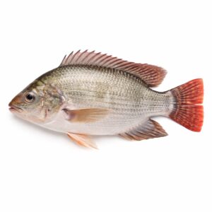 Tilapia GS, 350-550