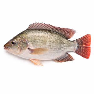 Tilapia GS, 550-750