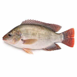 Tilapia Whole Round, Farm Raised, 1000up