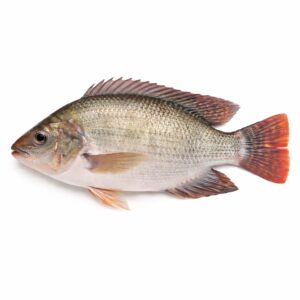 Tilapia Whole Round, Farm Raised, 600-800