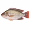 Tilapia Whole Round, Farm Raised, 800up